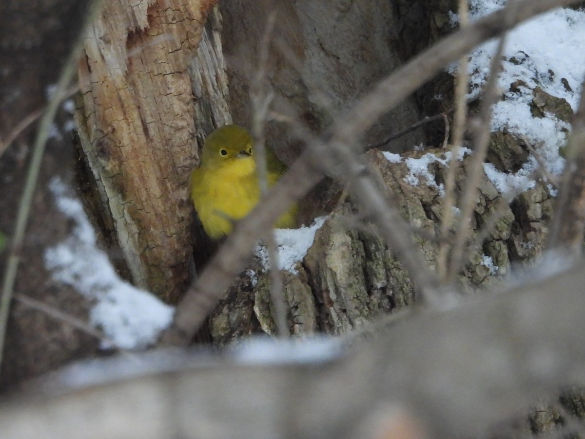 Northern Yellow Warbler - ML646471066