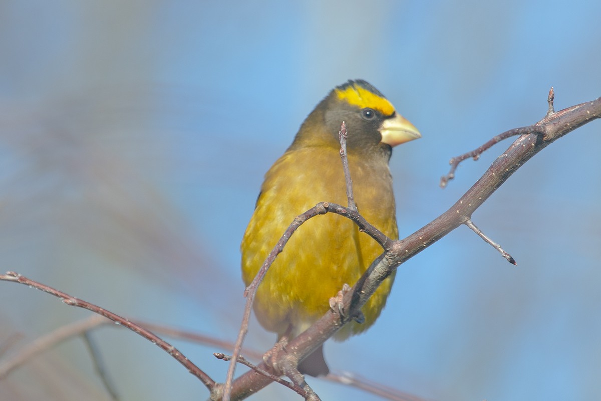 Evening Grosbeak - ML646471072