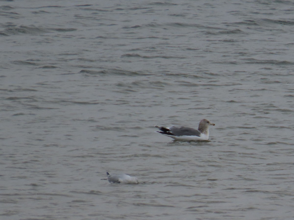 California Gull - ML646471074