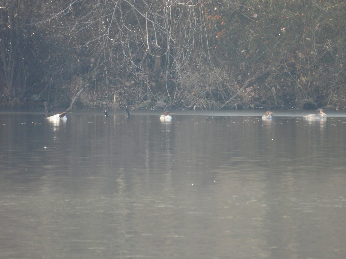 Common Merganser - ML646471075