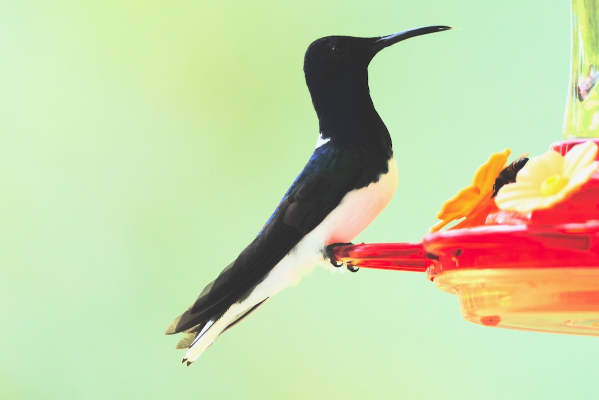 White-necked Jacobin - ML646471079