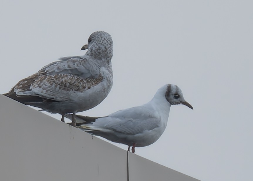 Black-headed Gull - ML646471080