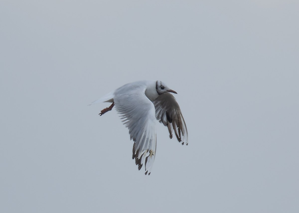Black-headed Gull - ML646471081
