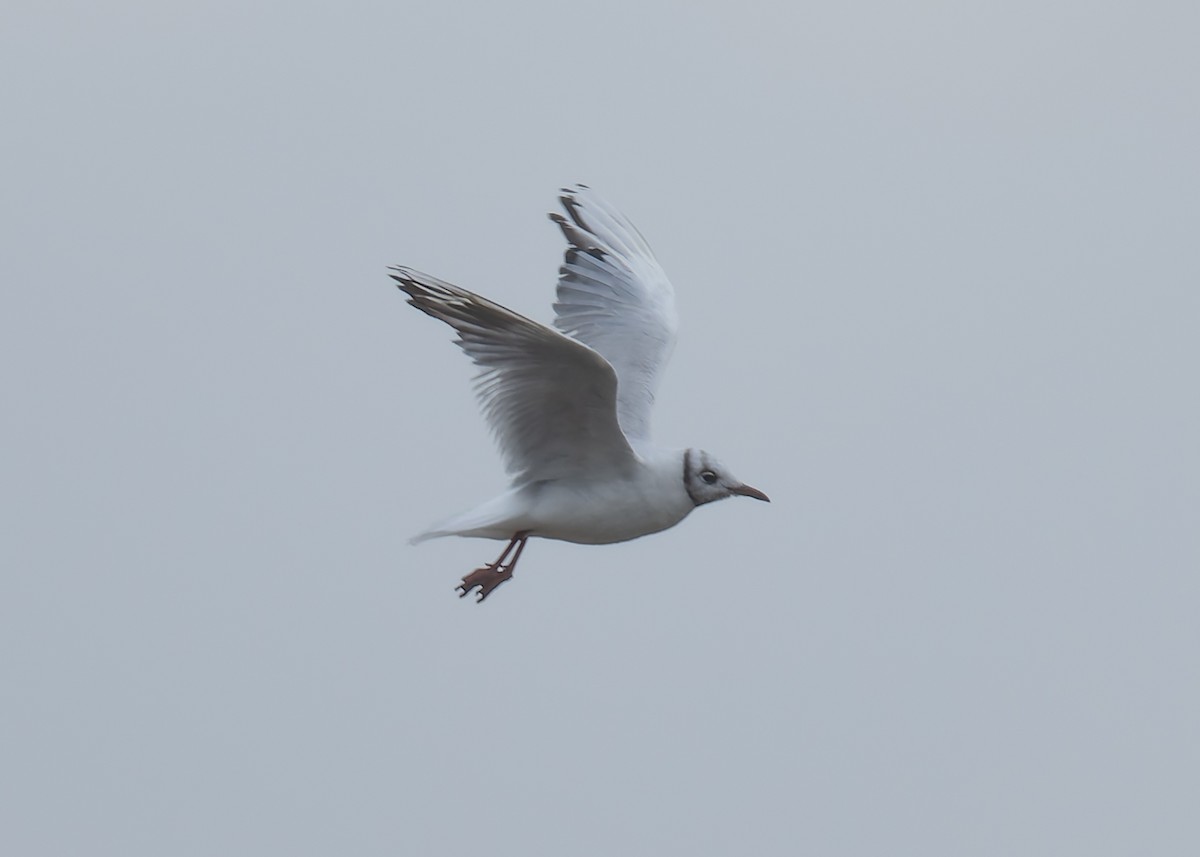 Black-headed Gull - ML646471082