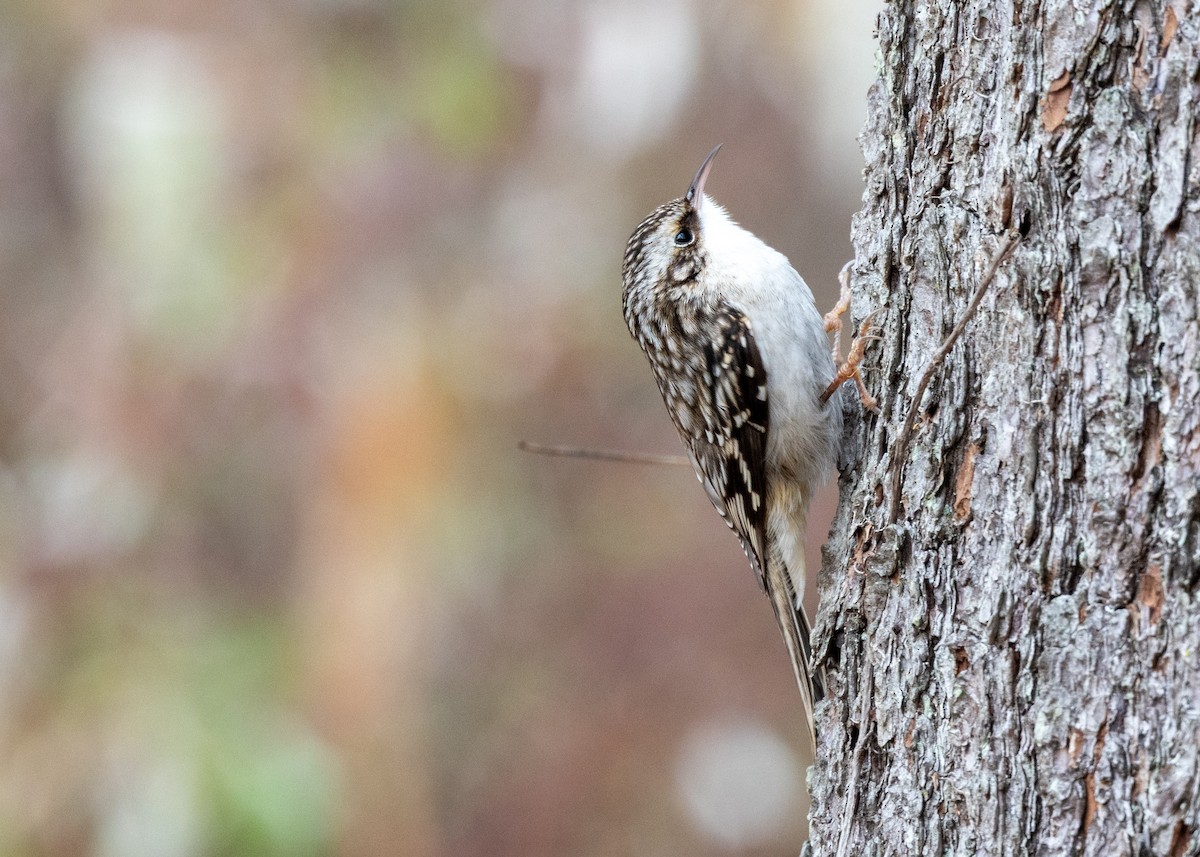 Brown Creeper - ML646471084