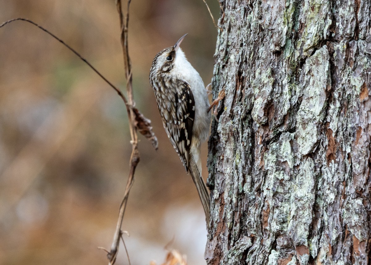 Brown Creeper - ML646471085