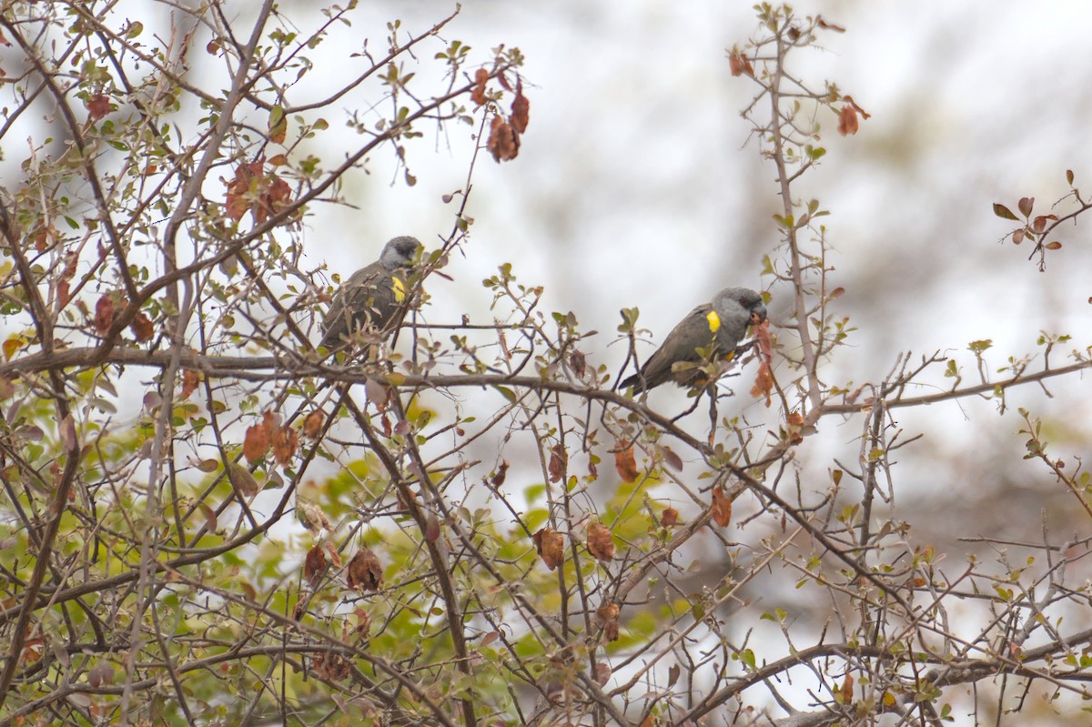 Rüppell's Parrot - ML646471087