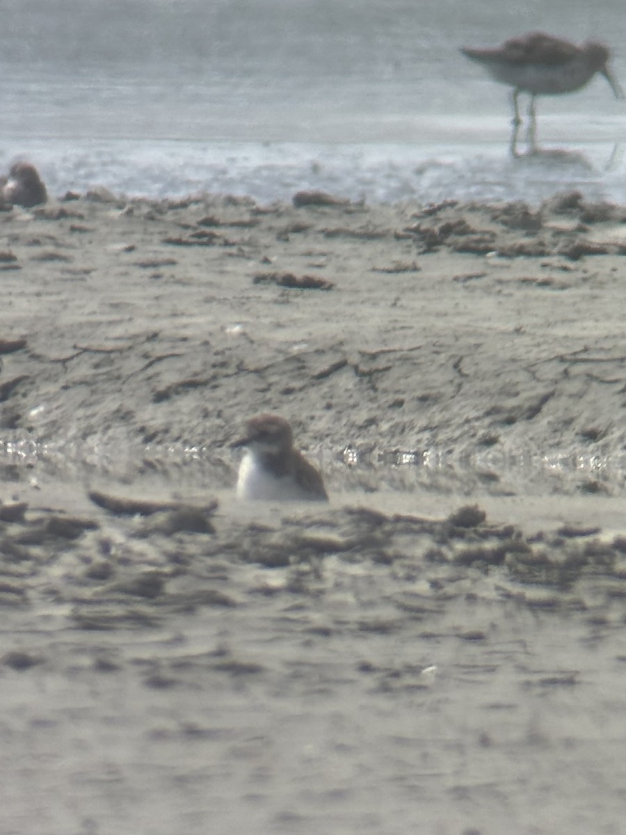 Tibet Cılıbıtı - ML646471088