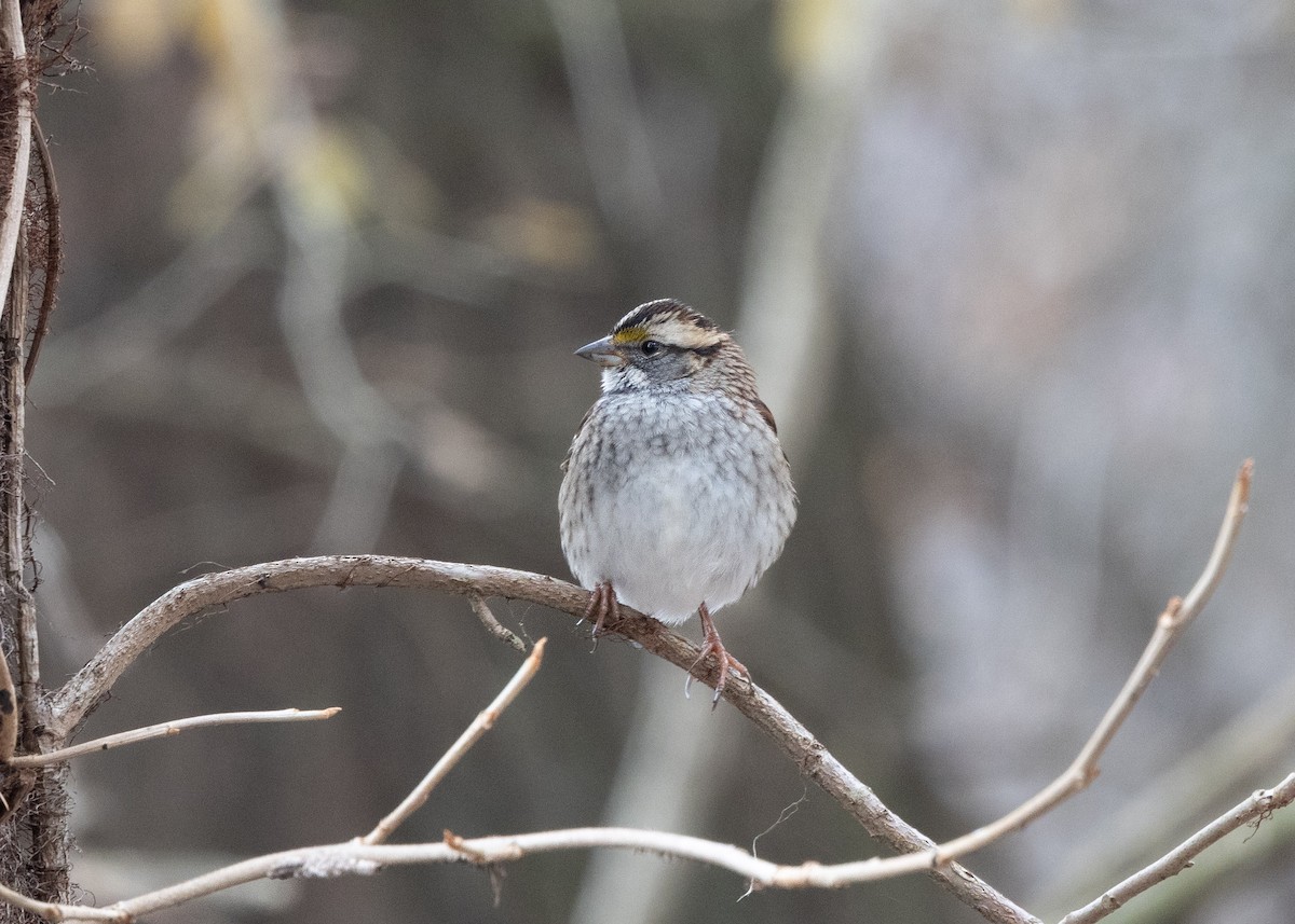 White-throated Sparrow - ML646471089