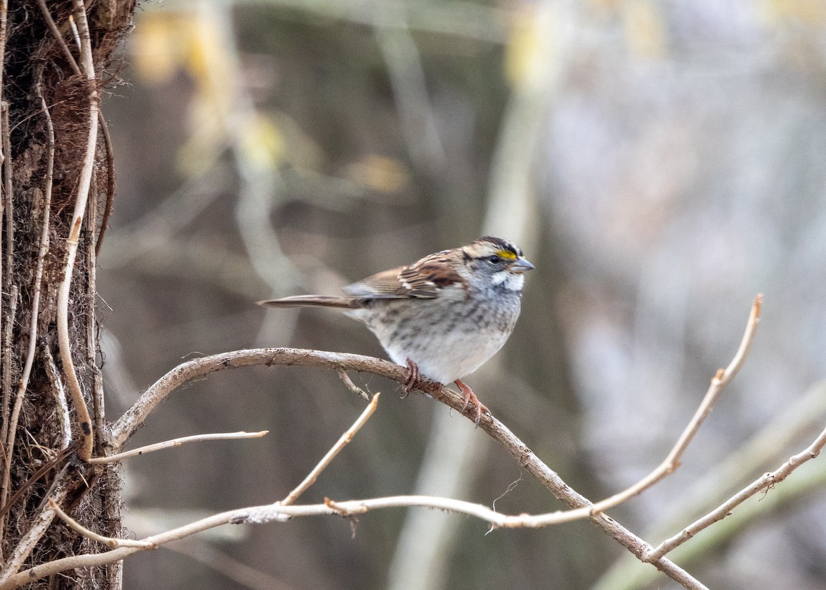 White-throated Sparrow - ML646471090