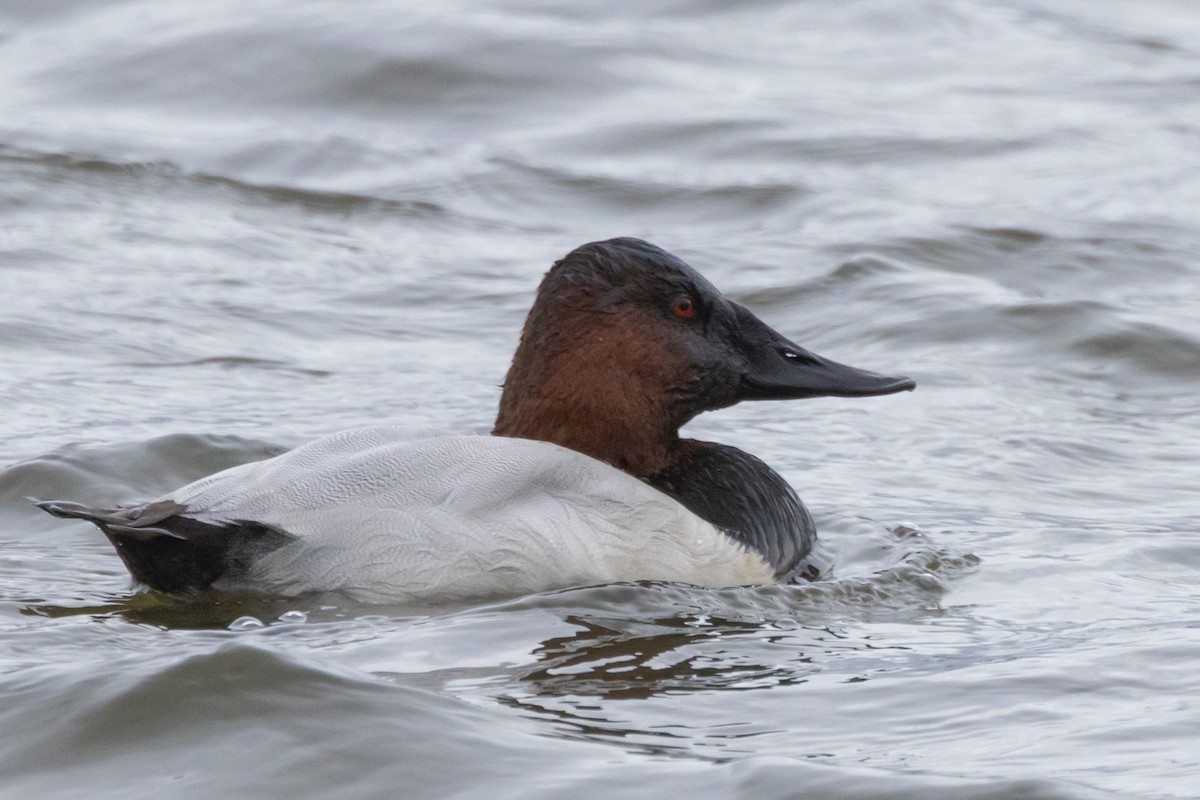 polák dlouhozobý - ML646471092