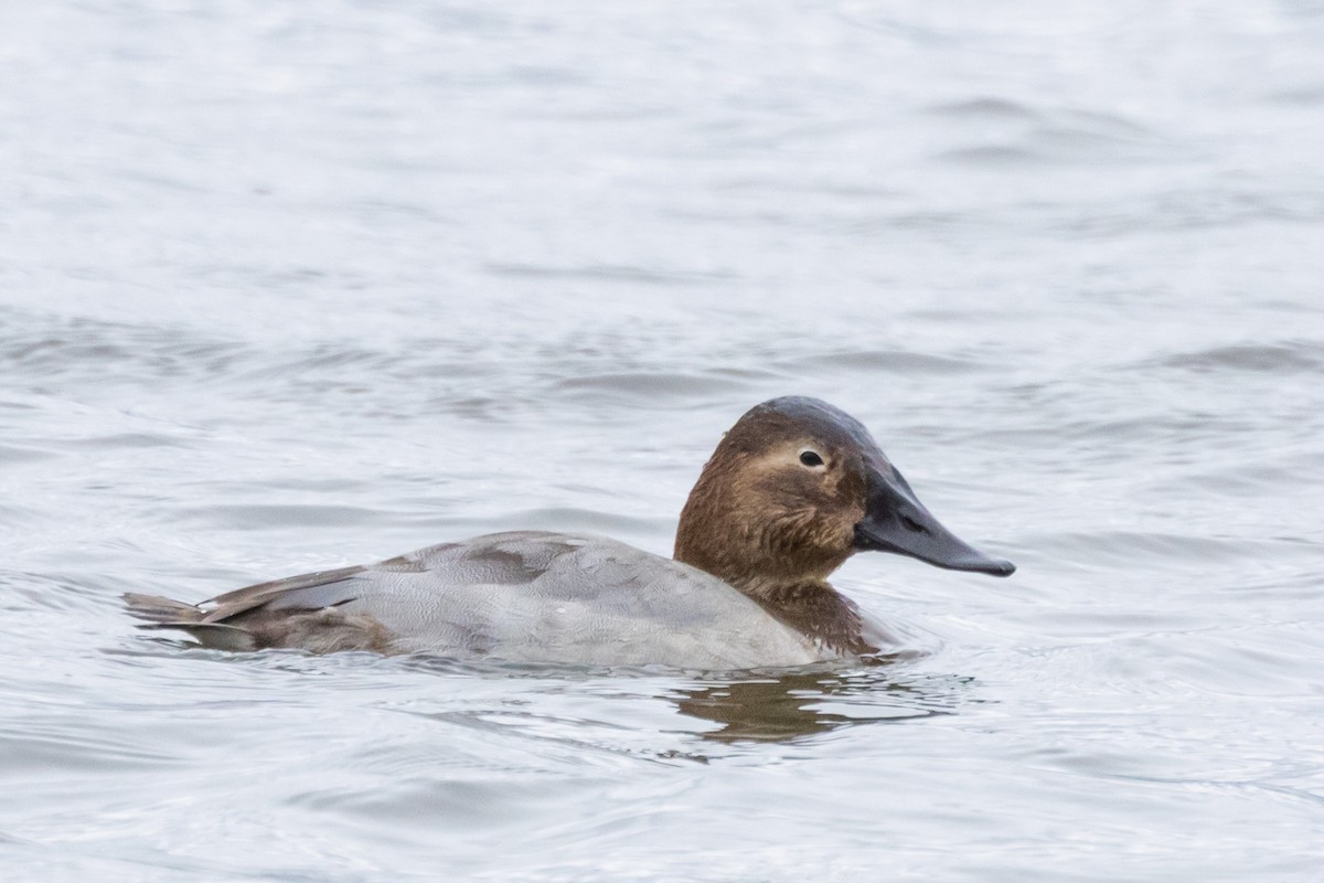 polák dlouhozobý - ML646471093