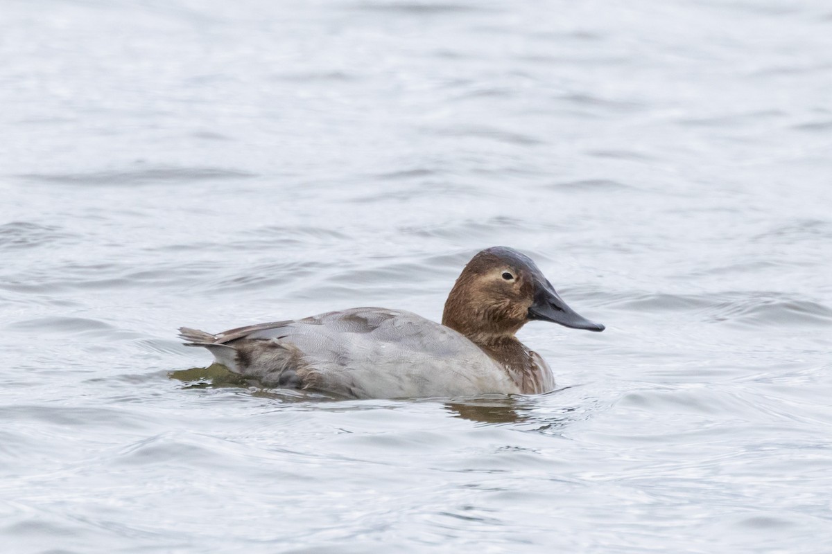 polák dlouhozobý - ML646471094