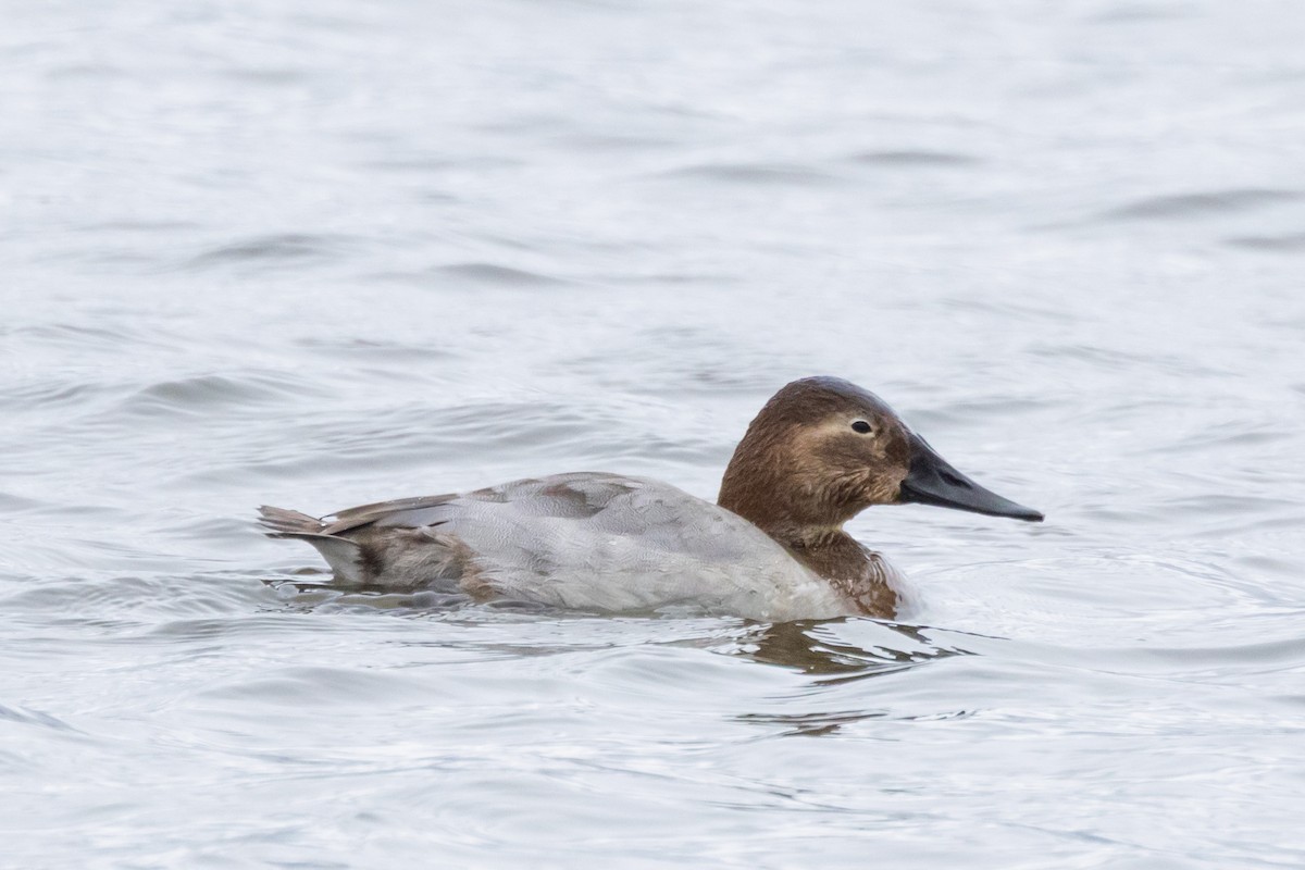 polák dlouhozobý - ML646471095