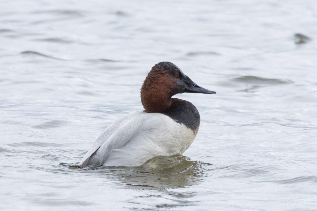 polák dlouhozobý - ML646471096