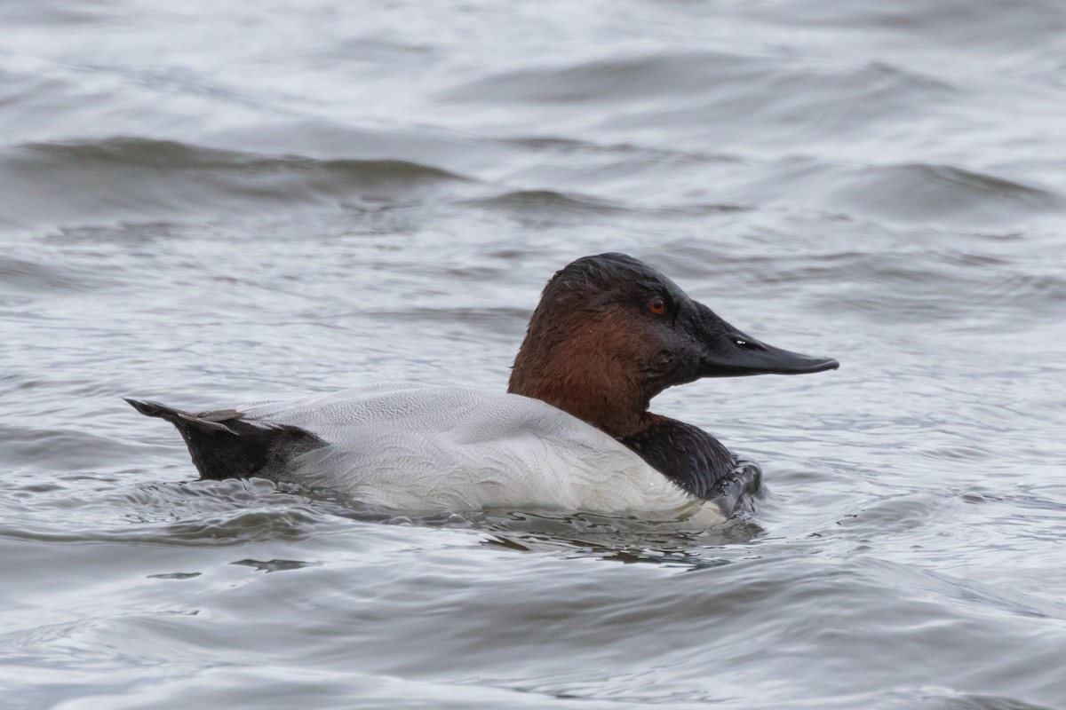 polák dlouhozobý - ML646471099