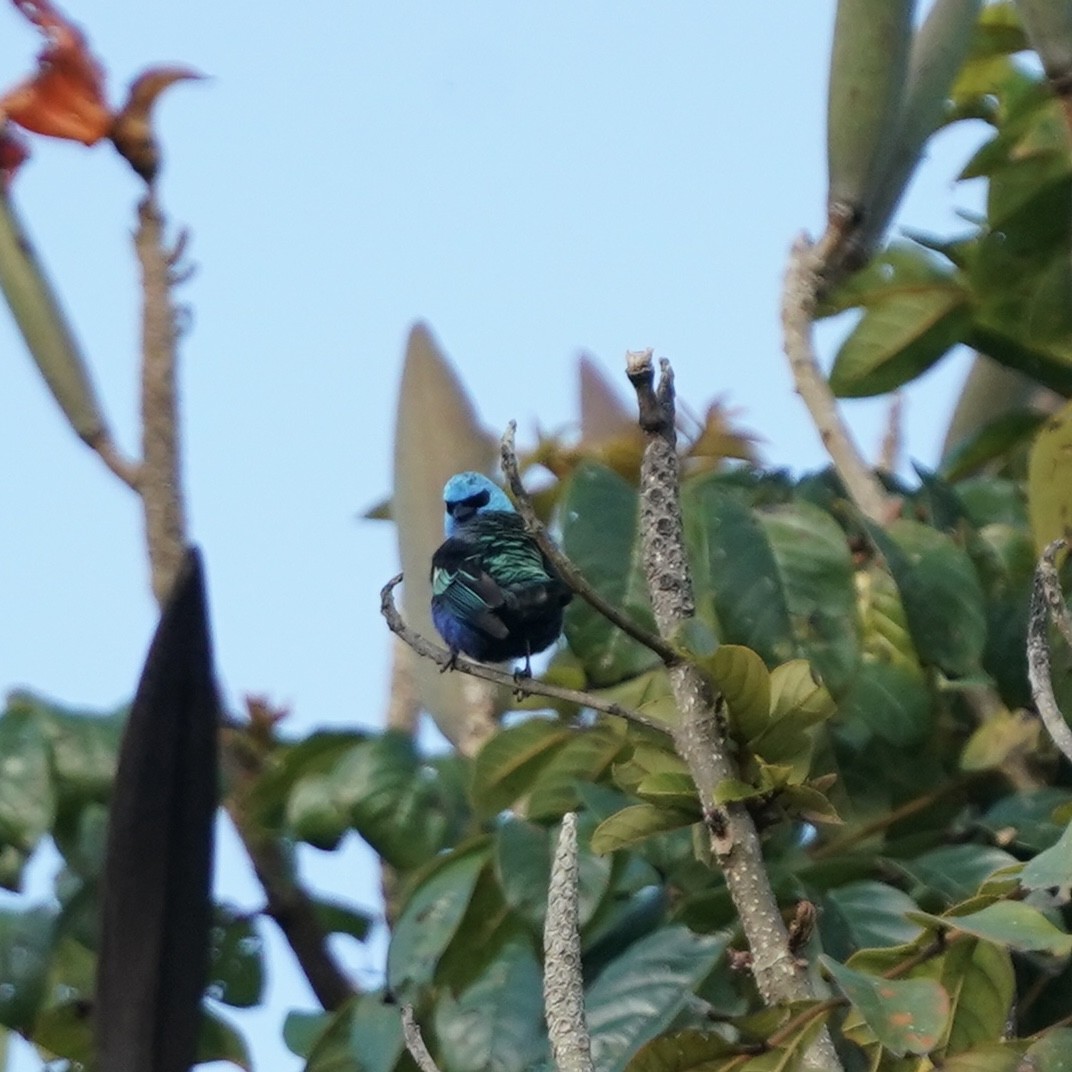 Танагра блакитношия - ML646471100