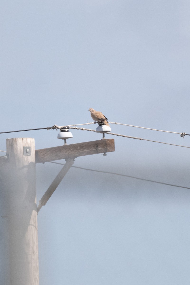 Eurasian Collared-Dove - ML646471101