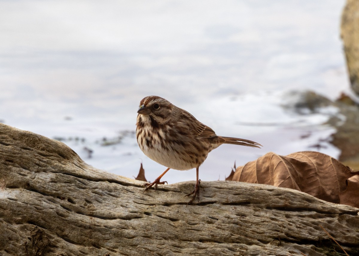 Song Sparrow - ML646471102