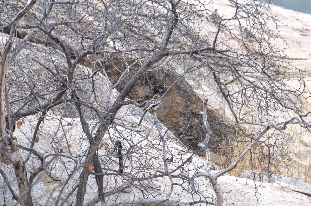 Southern Yellow-billed Hornbill - ML646471103