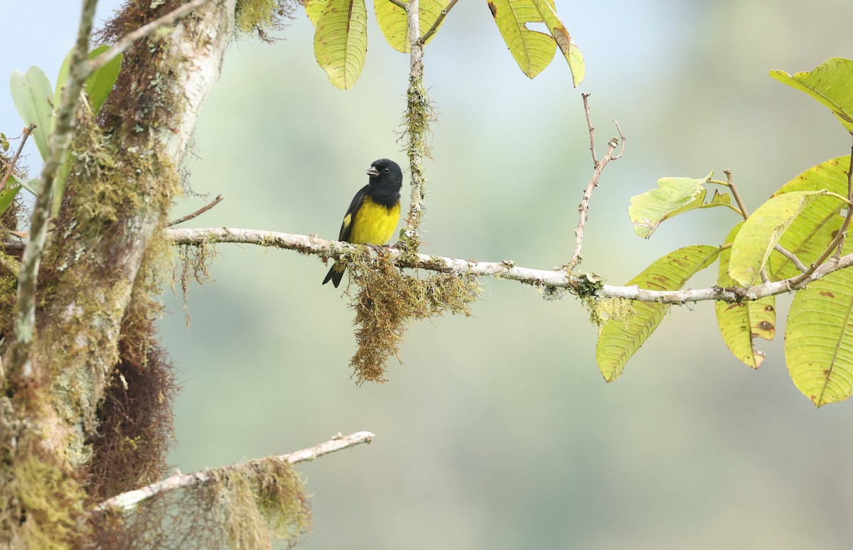 Tarin à ventre jaune - ML646471104
