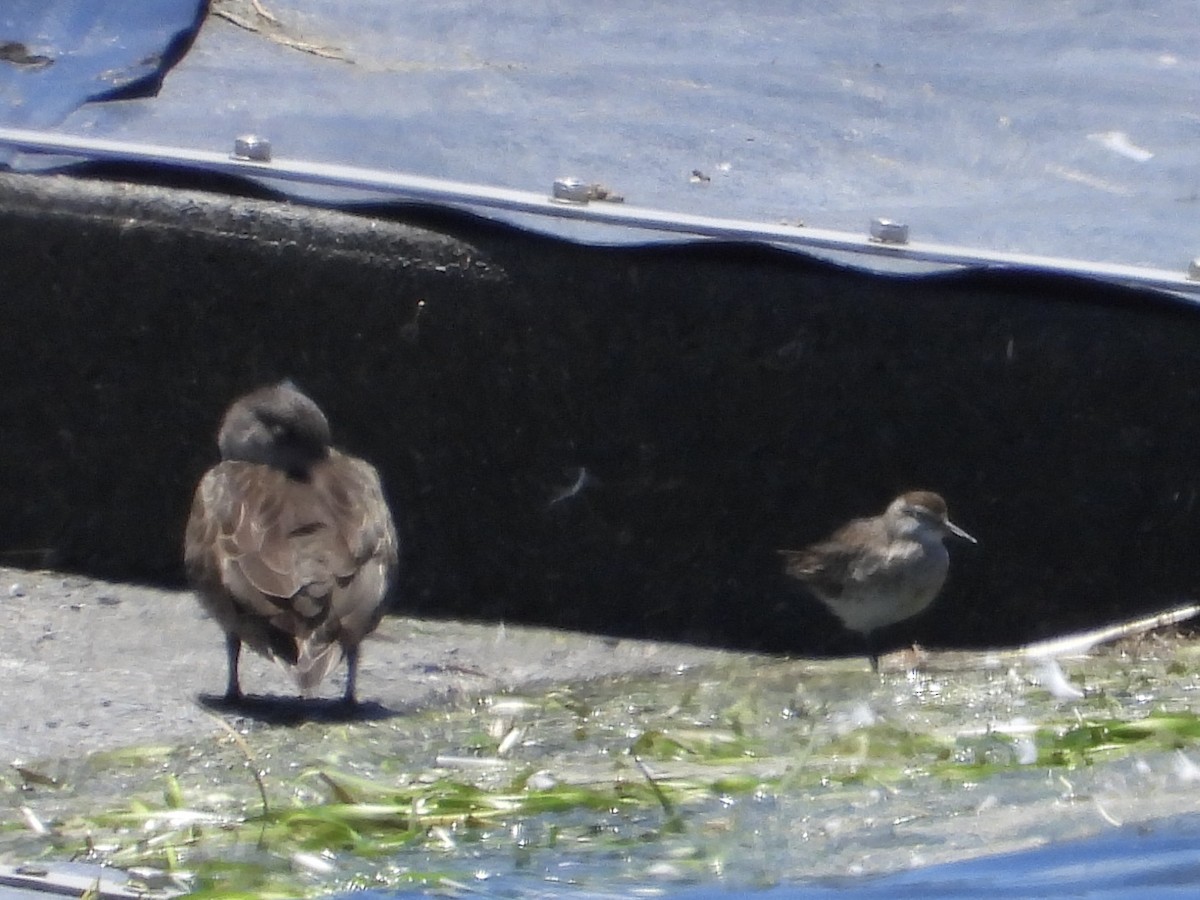 jespák klínoocasý - ML646471105