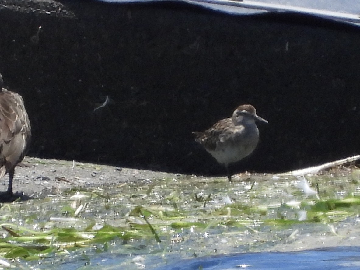 jespák klínoocasý - ML646471106