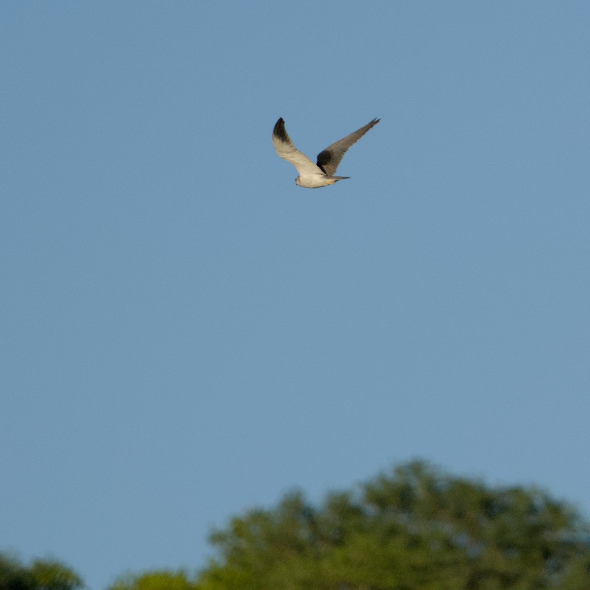 Black-winged Kite - ML646471108