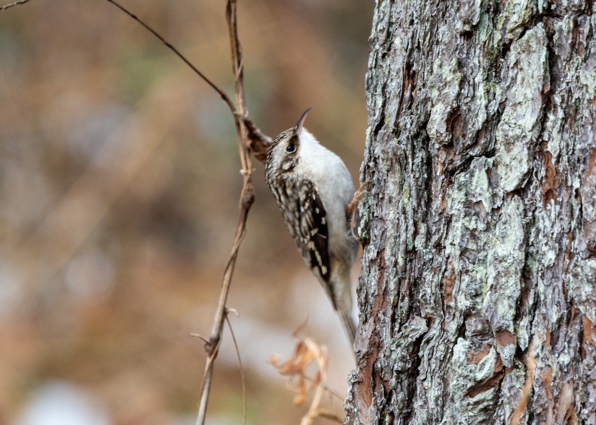 Brown Creeper - ML646471111