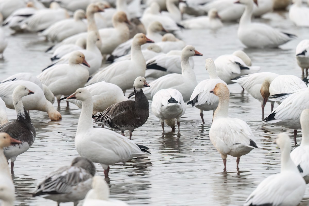 Snow Goose - ML646471112