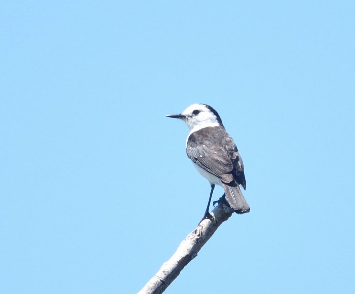 Віюдита чорноспинна - ML646471115