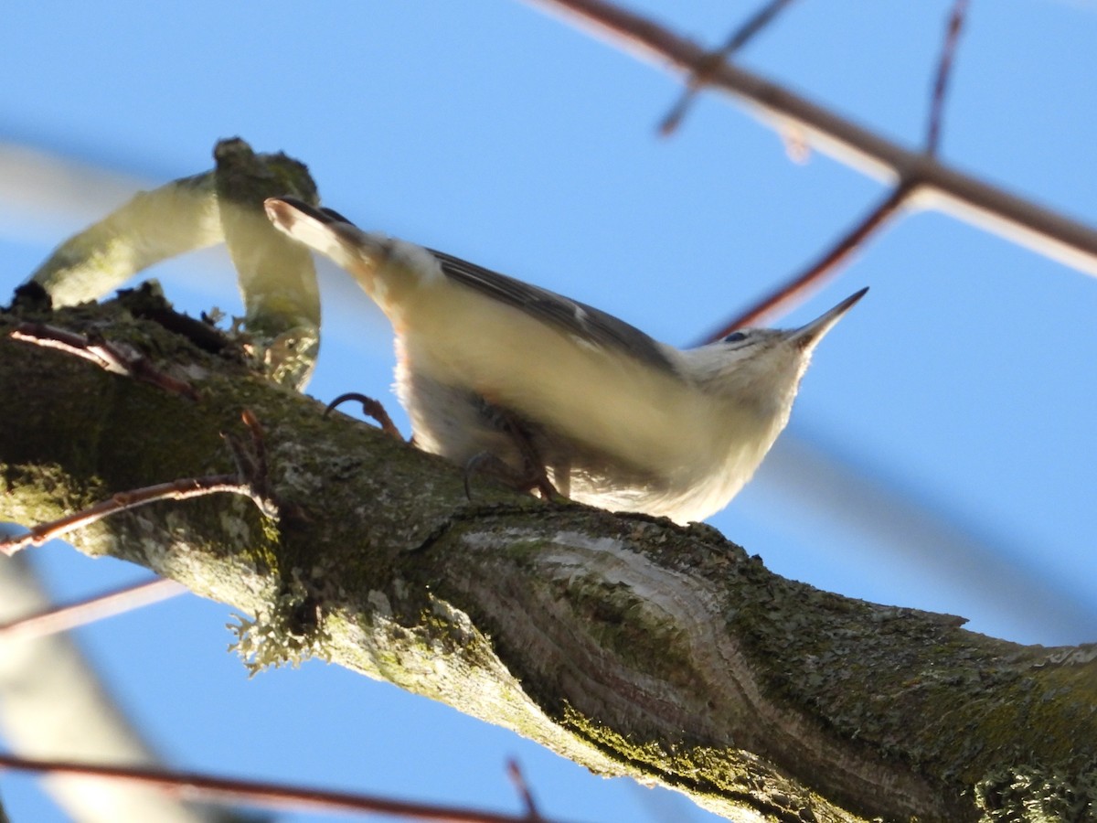 Weißbrustkleiber (aculeata/alexandrae) - ML646471116