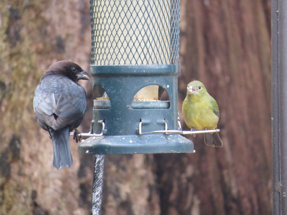 Painted Bunting - ML646471117