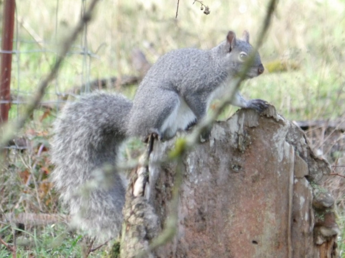 Western Gray Squirrel - ML646471125