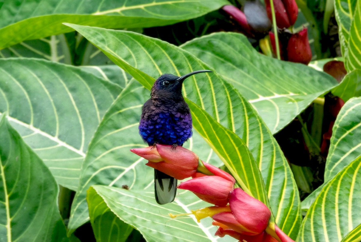 Violet Sabrewing - ML646471126