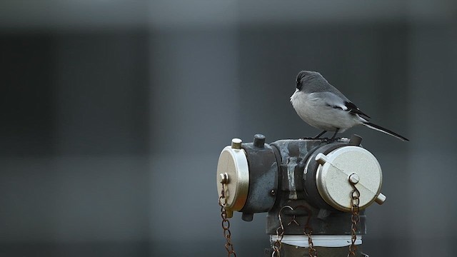 Loggerhead Shrike - ML646471127