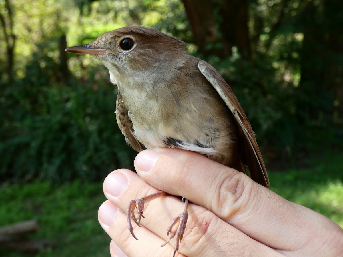 サヨナキドリ - ML646471128