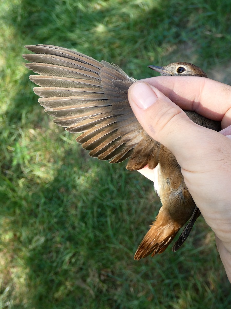 サヨナキドリ - ML646471129