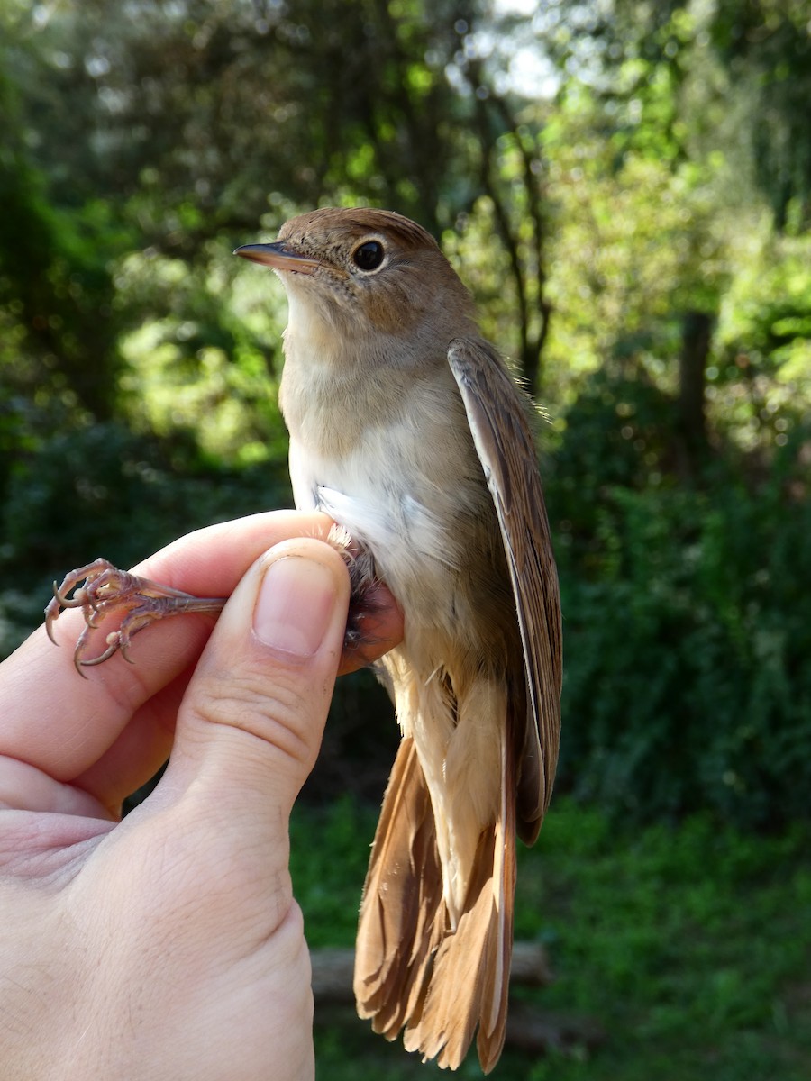 サヨナキドリ - ML646471130