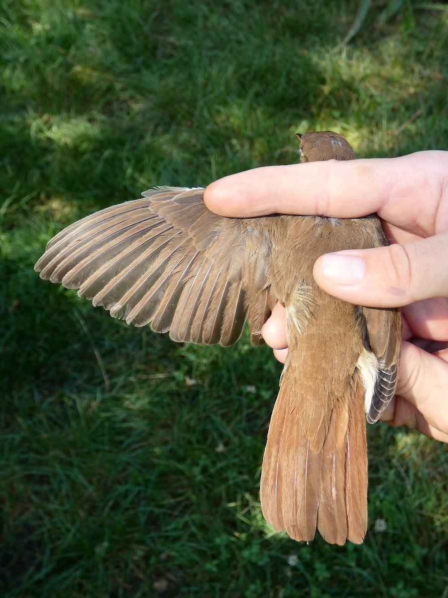 サヨナキドリ - ML646471131