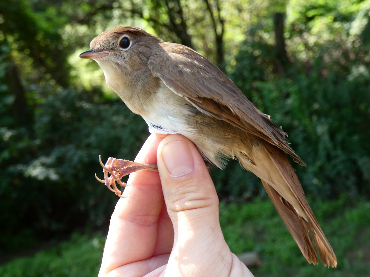 サヨナキドリ - ML646471132