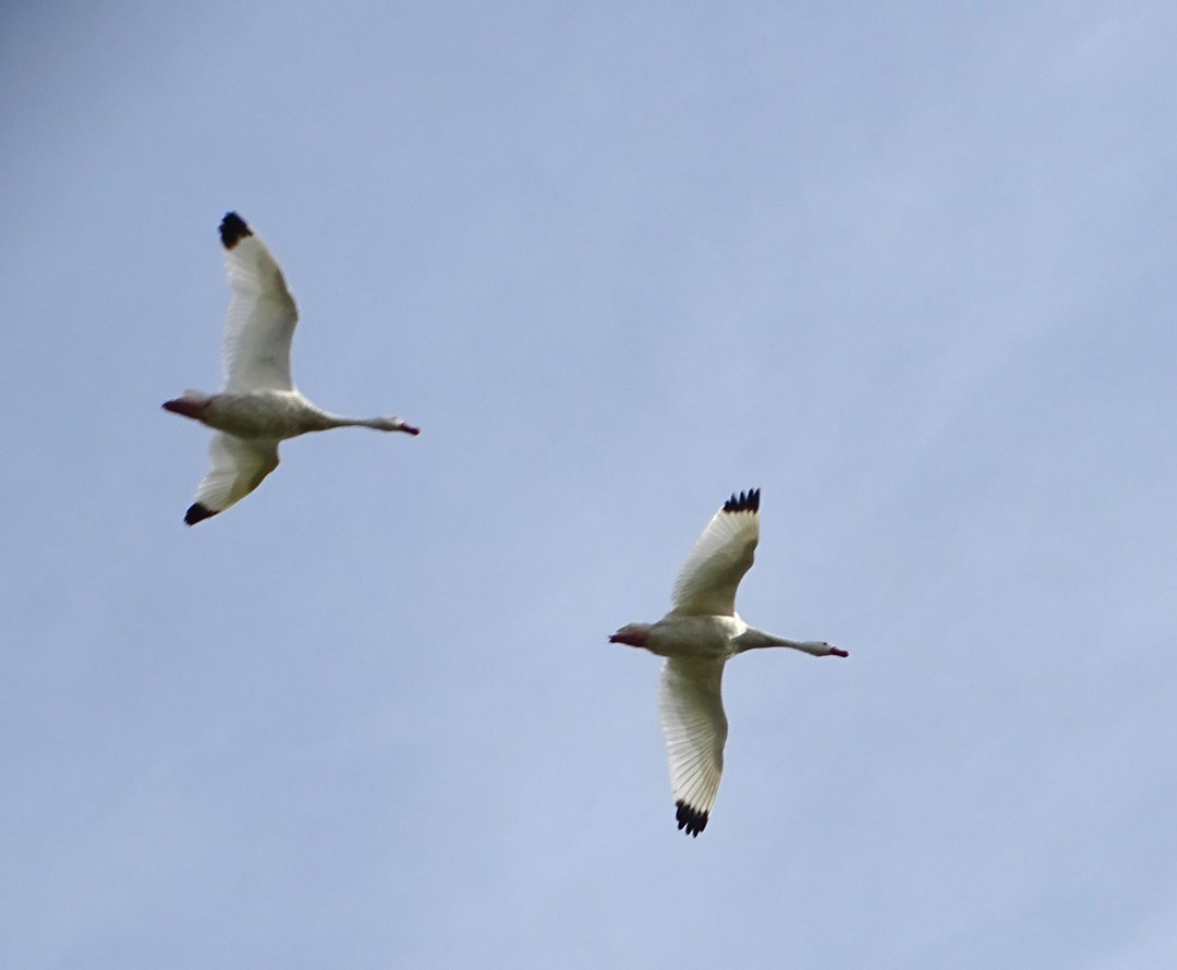 カモハクチョウ - ML646471133