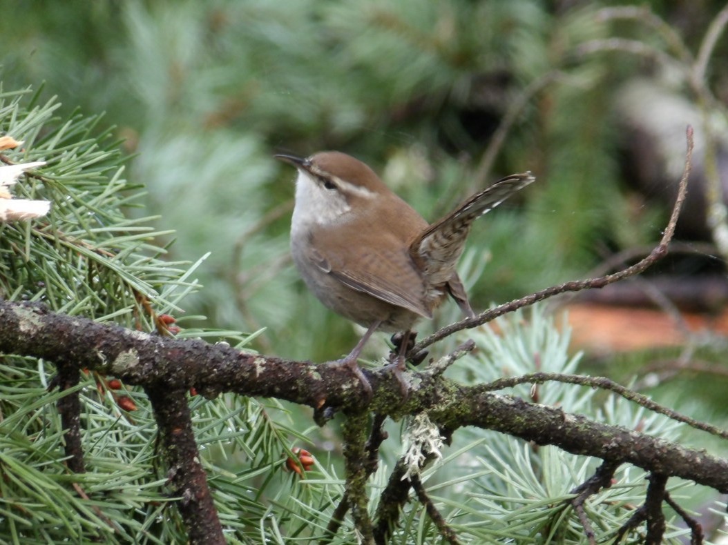 Підбуреник - ML646471134