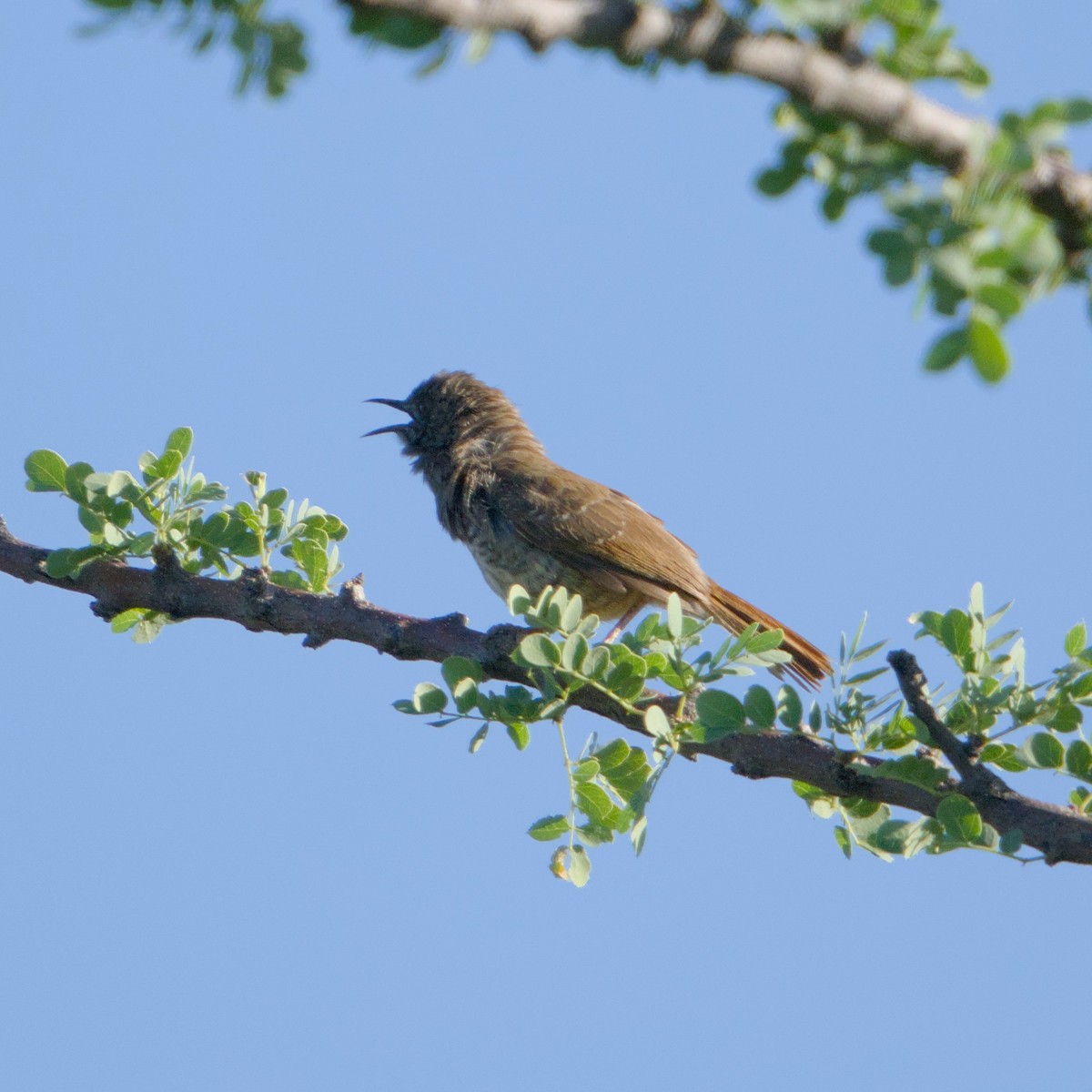 Barred Wren-Warbler - ML646471136