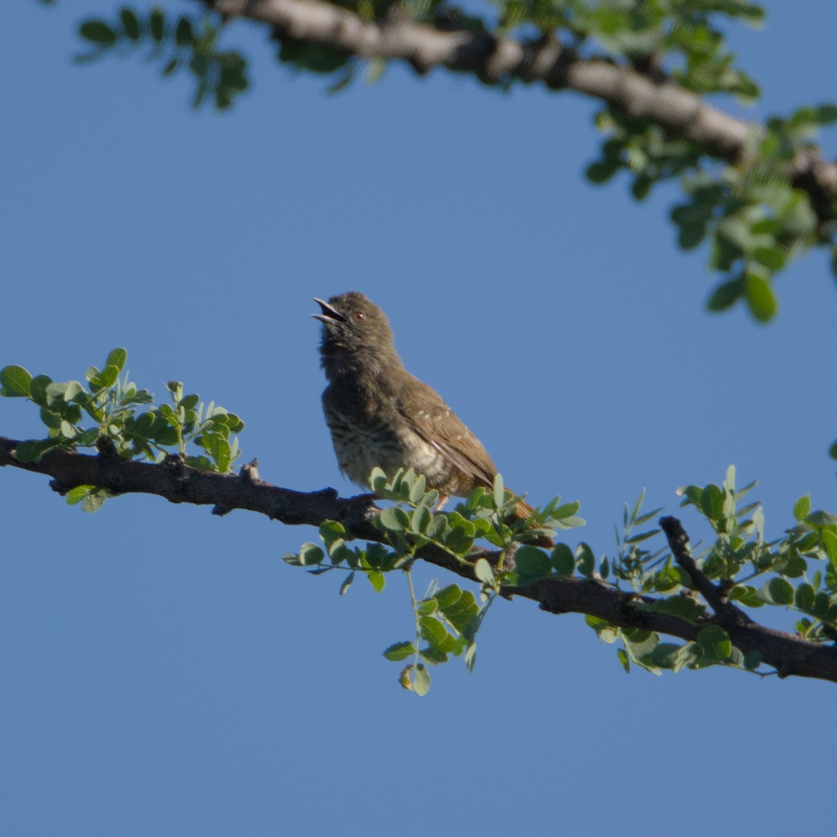 Barred Wren-Warbler - ML646471137