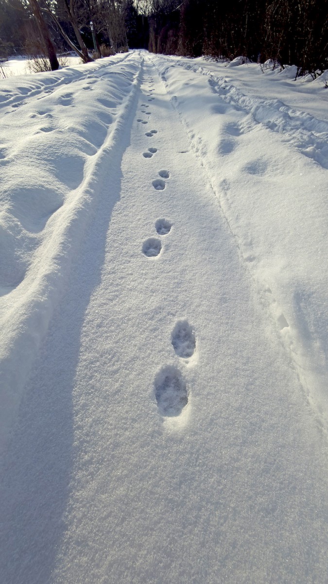 בעלי חיים - ML646471143