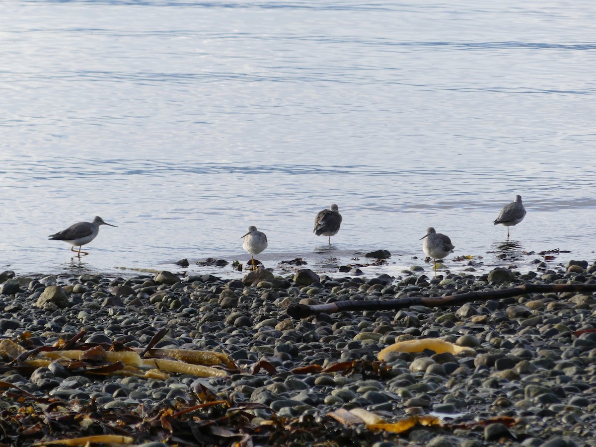 Greater Yellowlegs - ML646471144