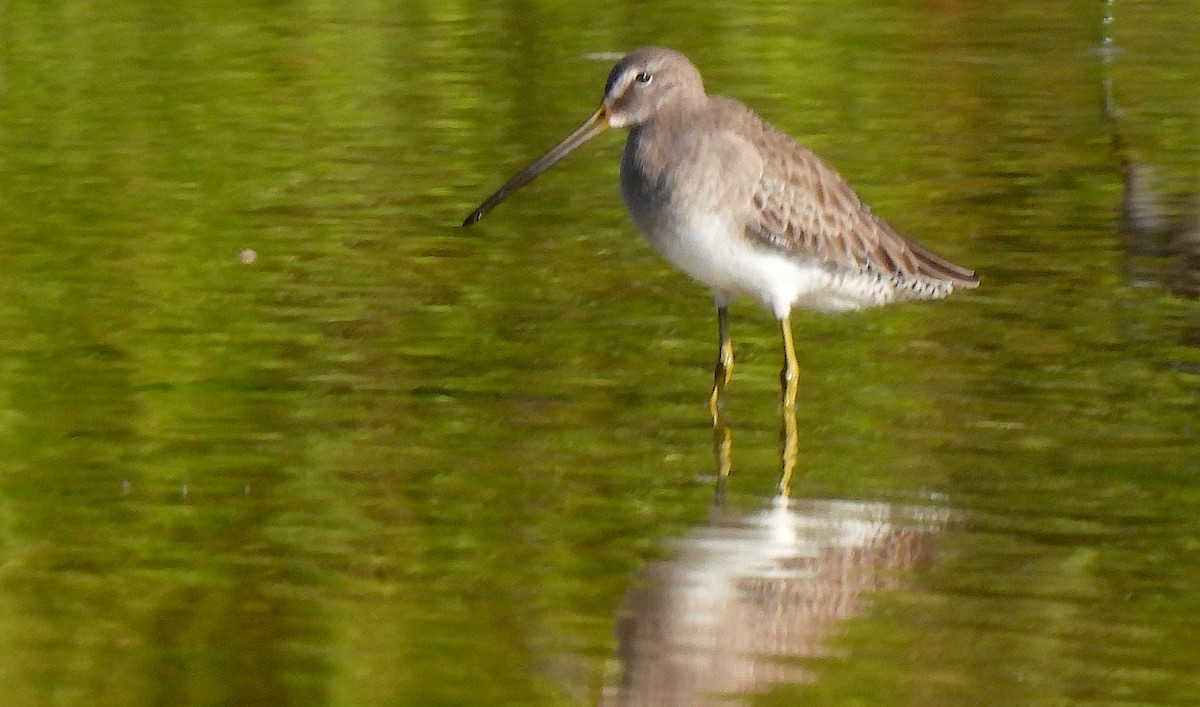 オオハシシギ - ML646471145