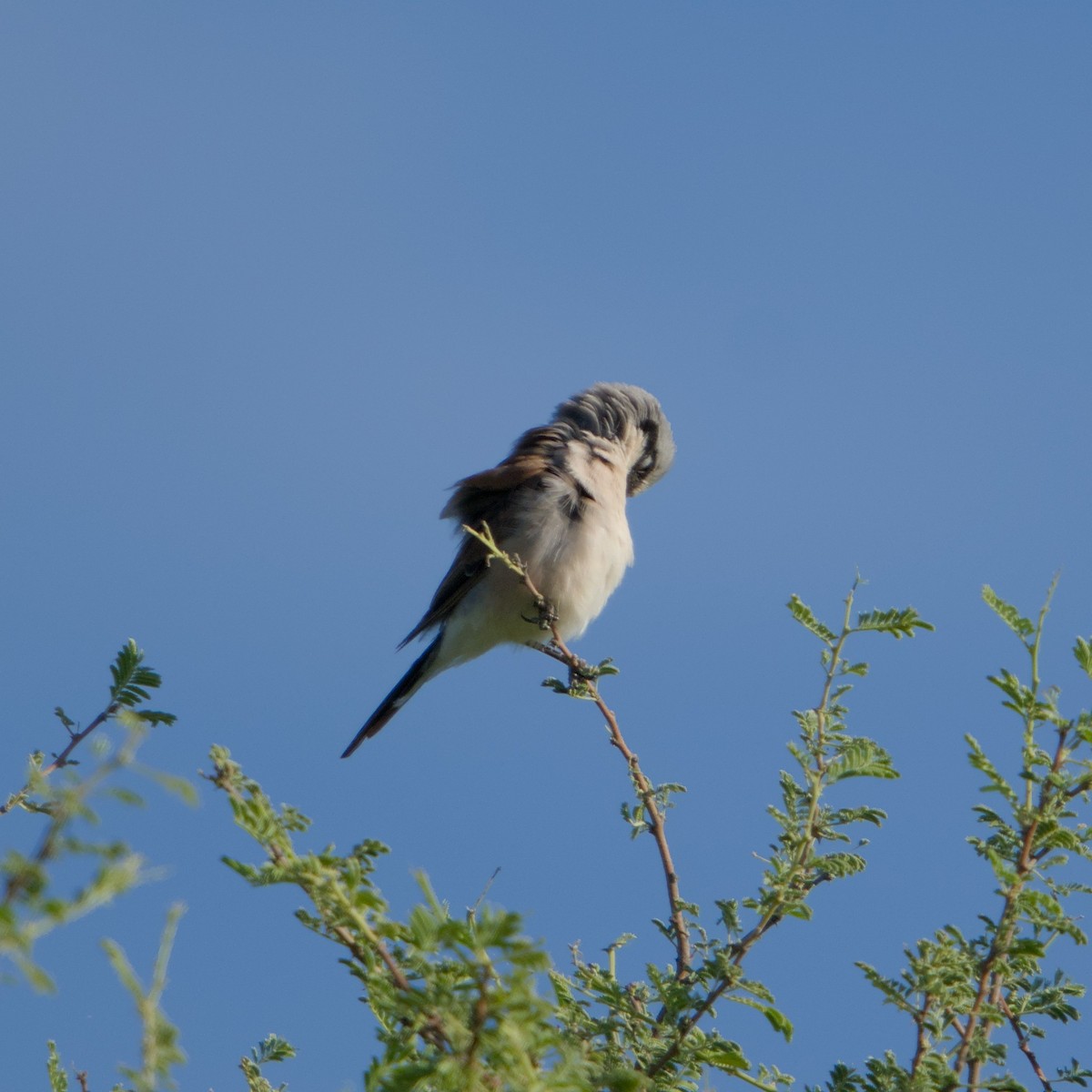 Red-backed Shrike - ML646471146