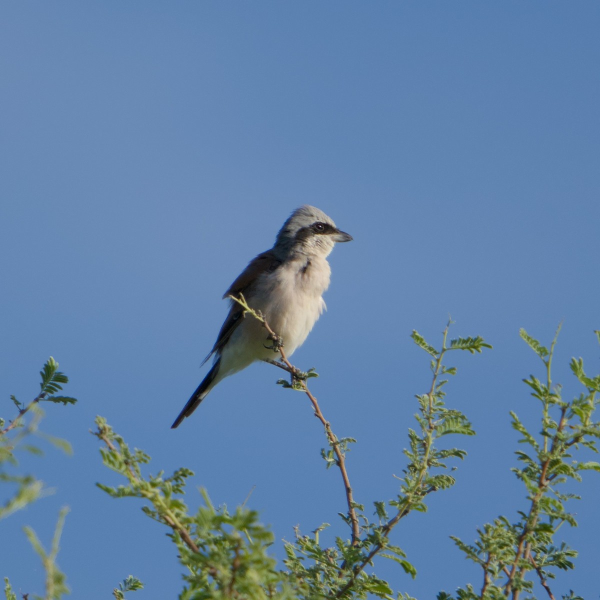 Red-backed Shrike - ML646471147